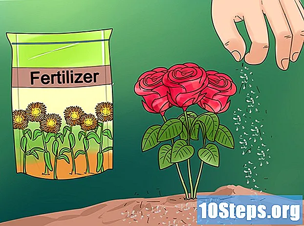 Hoe bloemen uit zaden te laten groeien