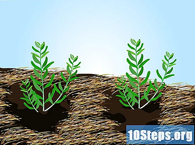 Cum să crești lavanda din semințe