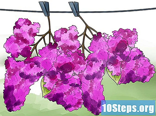 Cómo cultivar lilas