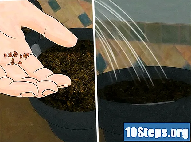Wie man Geißblätter züchtet - Tipps
