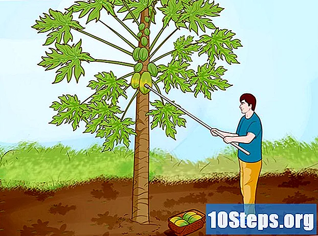 Jak pěstovat papája - Tipy