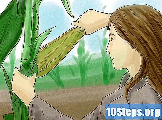 Cómo cultivar maíz