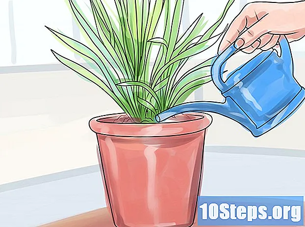 Cum să crească orhidee Cymbidium