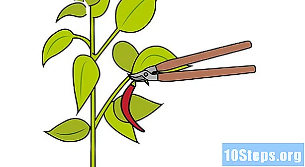 Kuidas kasvatada pipart siseruumides