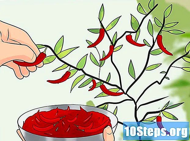 Hogyan növekszik a chili paprika