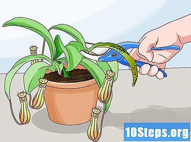 Ascidian 육식 식물을 재배하는 방법