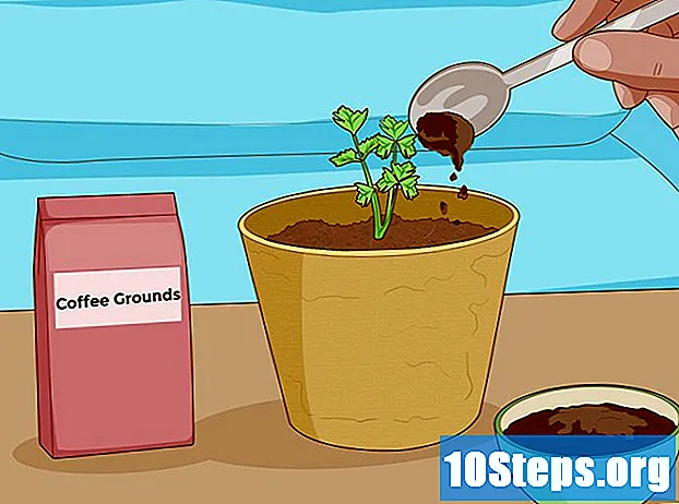 Jak rostou rostliny rychleji