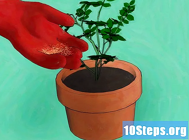 Jak wyhodować róże z nasion - Wskazówki