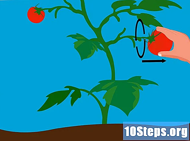 Cómo cultivar tomates a partir de semillas