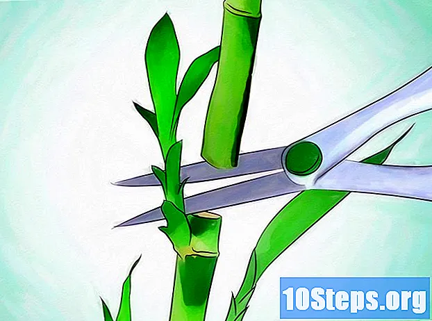 Hoe een Lucky Bamboo te laten groeien