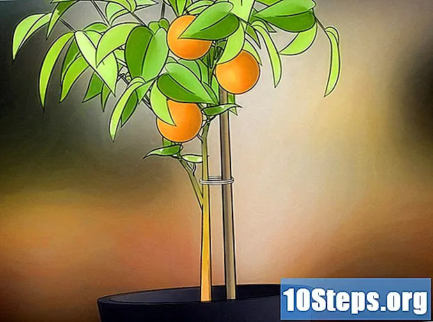 Wie man einen Orangenbaum züchtet - Tipps