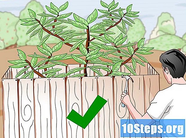Як виростити дерево сандалу