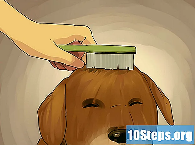 كيف تستحم كلب صغير