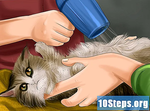 Jak se vykoupat kočku