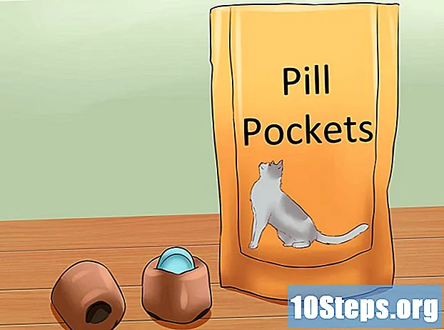 Cách cho mèo uống thuốc - LờI Khuyên