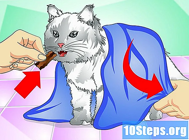 Hoe katten vloeibare medicijnen te geven