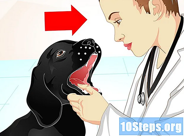 Hvordan gjøre hundenes avføring fastere - Tips