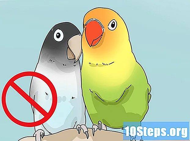 Cum să determinați sexul unui pasăre de dragoste
