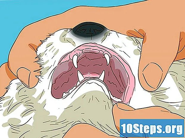 Hur man diagnostiserar och behandlar munsår hos katter