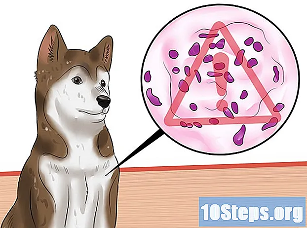 کتوں میں پیرو وائرس کی تشخیص کرنے کا طریقہ