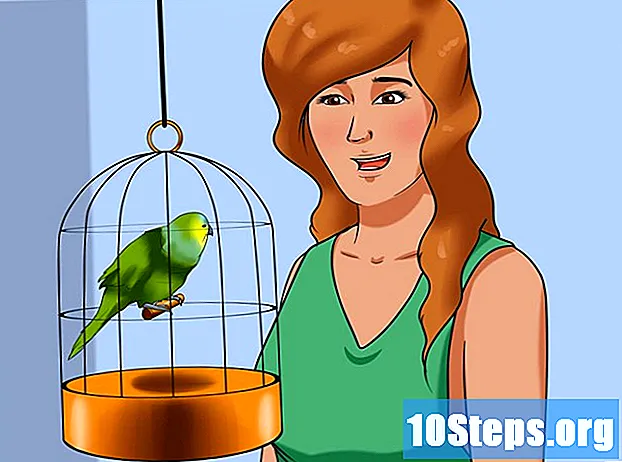 Hur man temmer en fågel - Tips