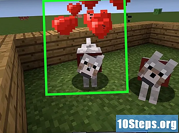 Com dominar i criar un gos a Minecraft
