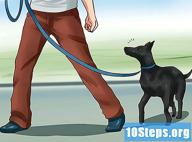 Jak učit základní příkazy svému psovi