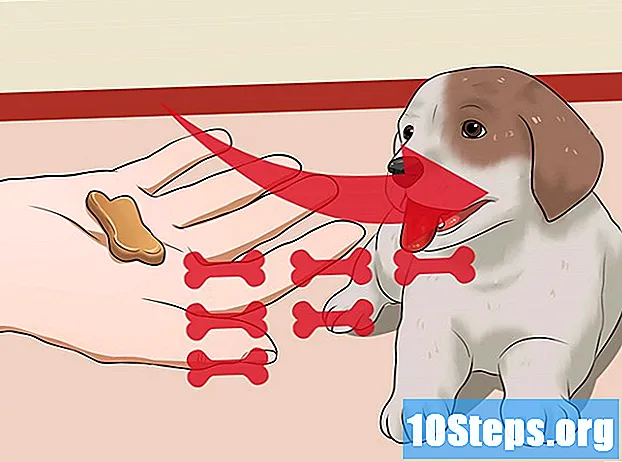 Bagaimana Mengajari Anjing Anda Berbohong