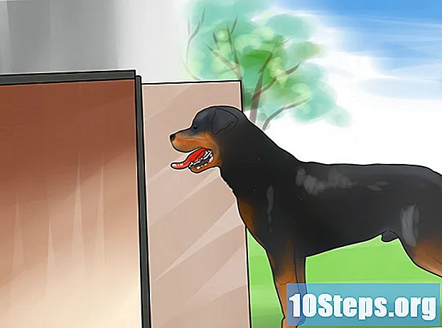 Kuidas õpetada oma koerale, et see meeldiks teie koerte majale - Vihjeid