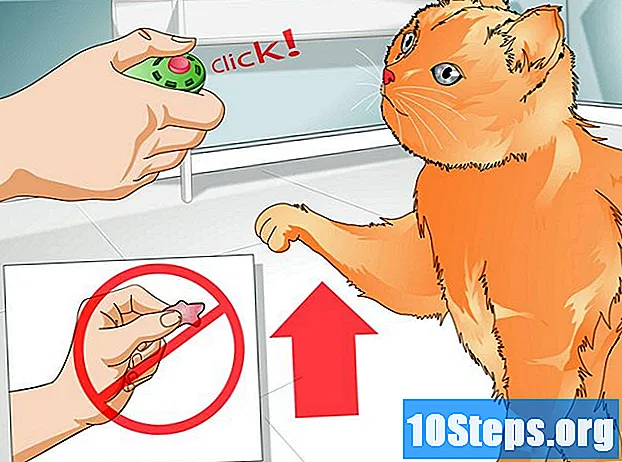 Cum să-ți înveți pisica la laba