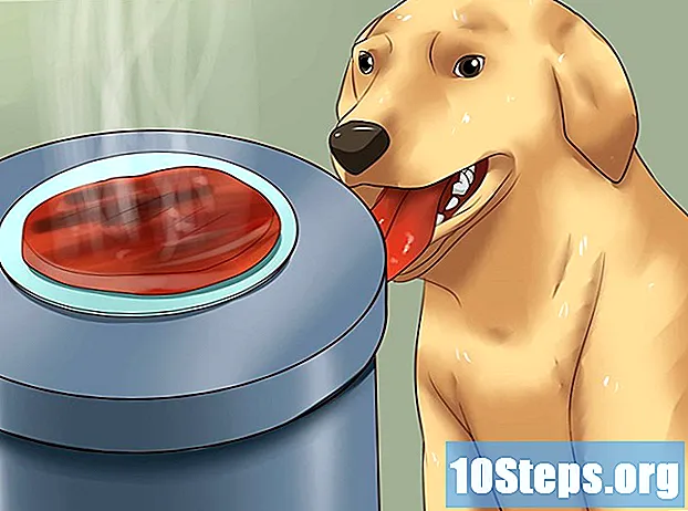 Cum să înveți un câine să nu se miște în coșul de gunoi