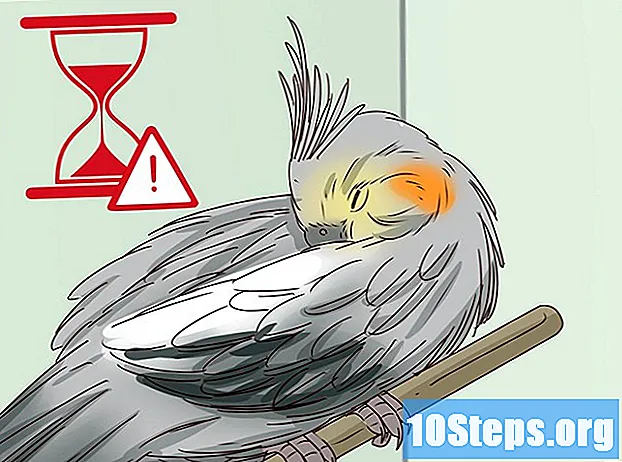 Cómo entender los gestos de un cockatiel - Consejos