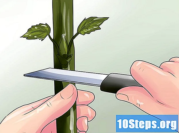 Hur man planterar växter