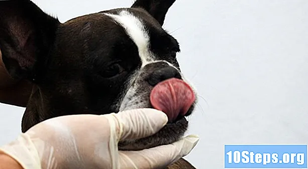 Hvordan børste en hundes tenner - Tips