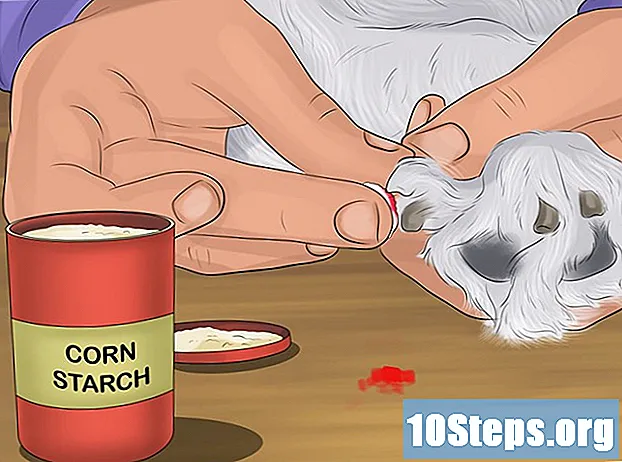 Hogyan lehet megállítani a vérzést egy kutyán? - Tippek