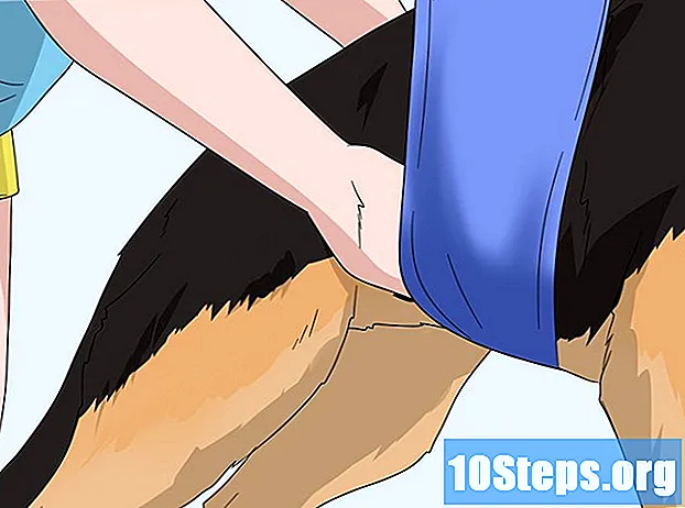 Hvordan stimulere en lammet hundeblære med massasje