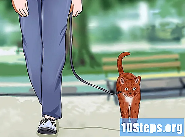 Bir Kedinin Evden Kaçmasını Önleme - Ipuçları