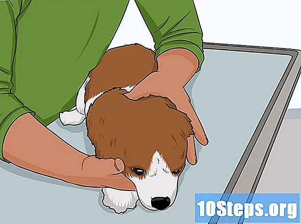 Cách kiểm tra mắt chó