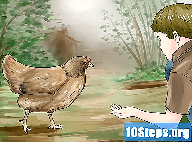 Hoe u met uw kippen kunt praten