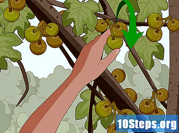 Cara Memangkas Pokok Ara