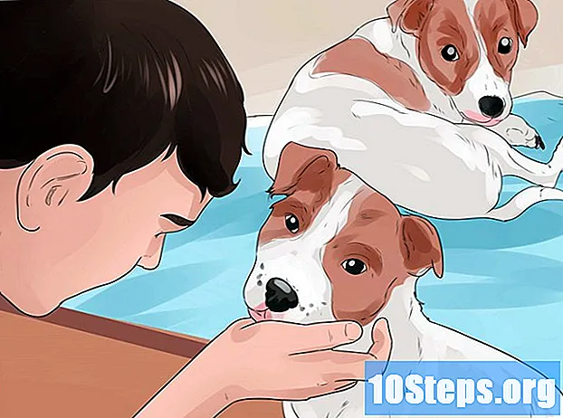 Com fer que els gossos s’aturin a l’ull