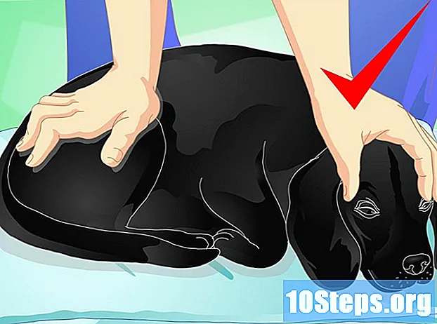 Hoe een hond te masseren