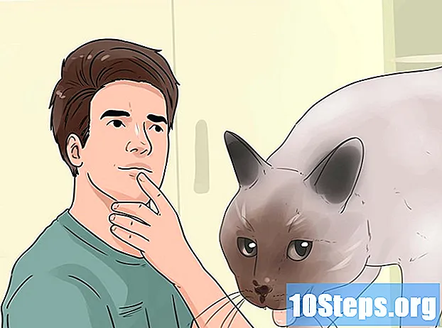 כיצד לעצור את החתול שלך מגרד ולנשוך
