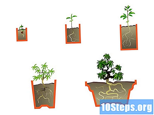 Kako napraviti bonsai