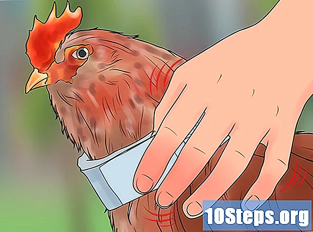 איך לעצור תרנגול לעטוף
