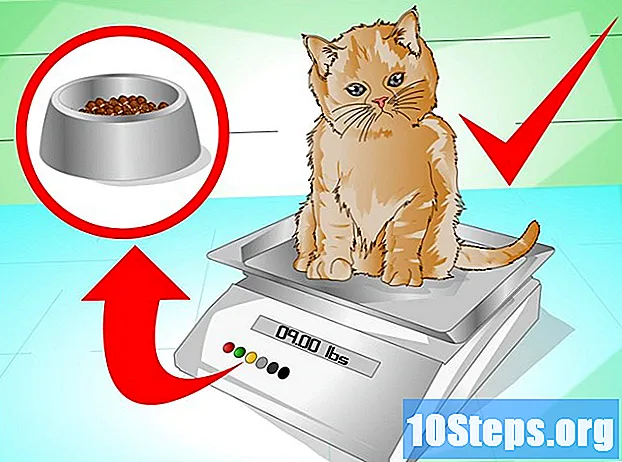 Hoe maak je een kattenvet