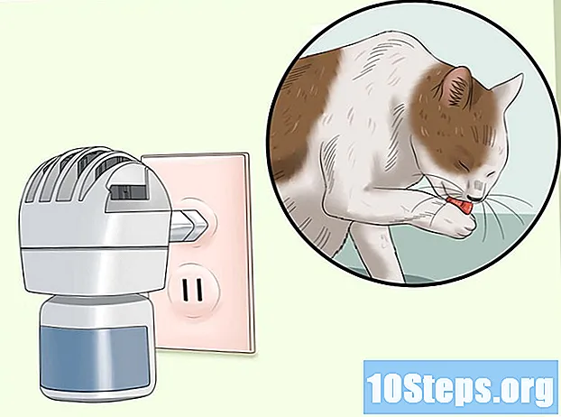 Hoe u kunt voorkomen dat een kat uitscheidt