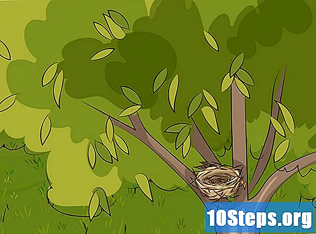 Come fare un nido d'uccello