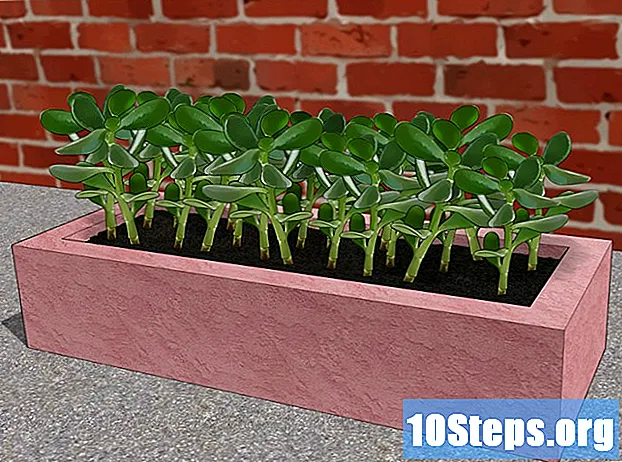 Hvordan lage potteplanter med betong