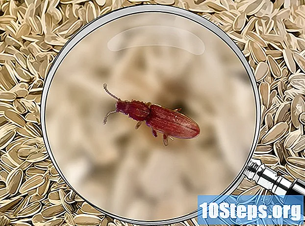 A bogarak azonosítása - Tippek